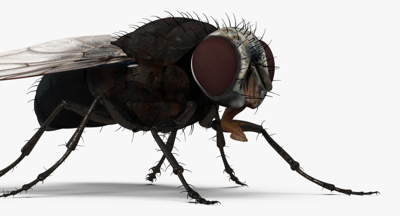 Insects Big 3D Models Collection 3D