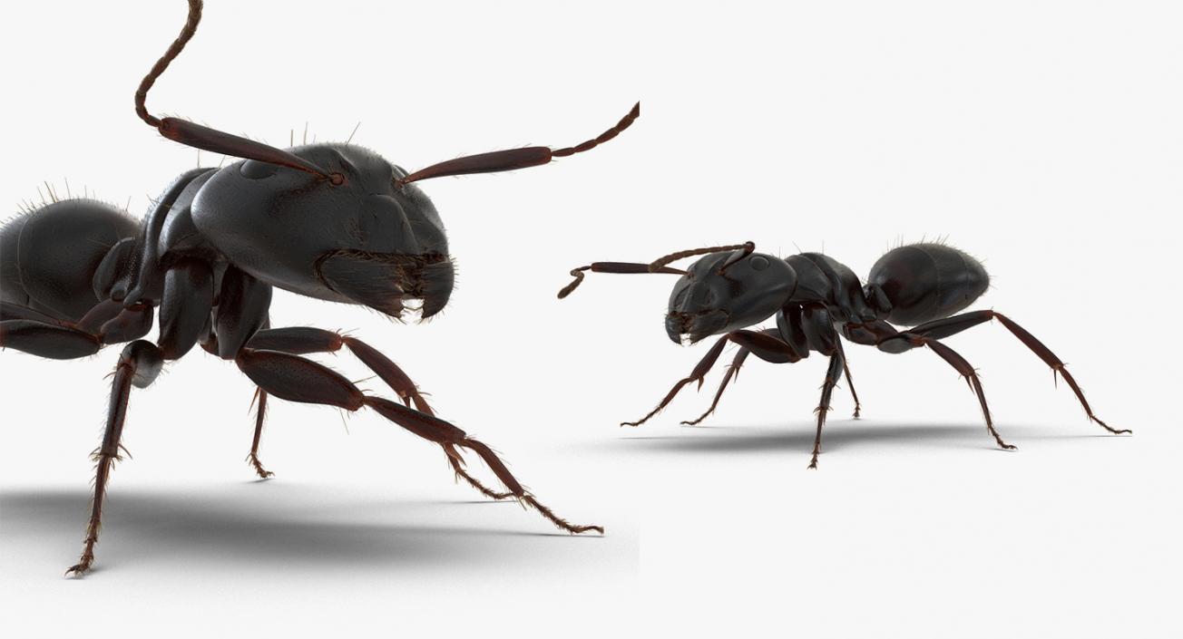 Insects Big 3D Models Collection 3D