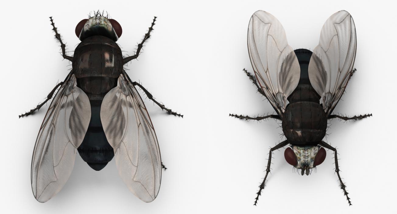 Insects Big 3D Models Collection 3D