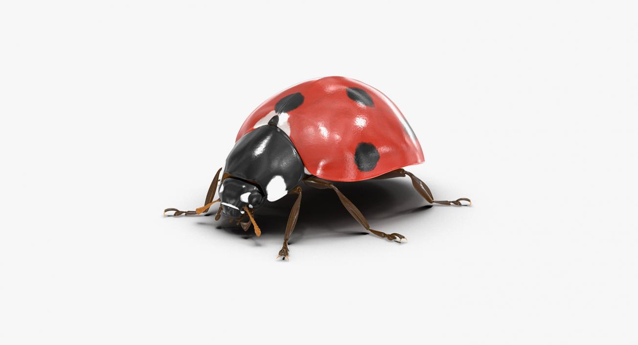 Insects Big 3D Models Collection 3D