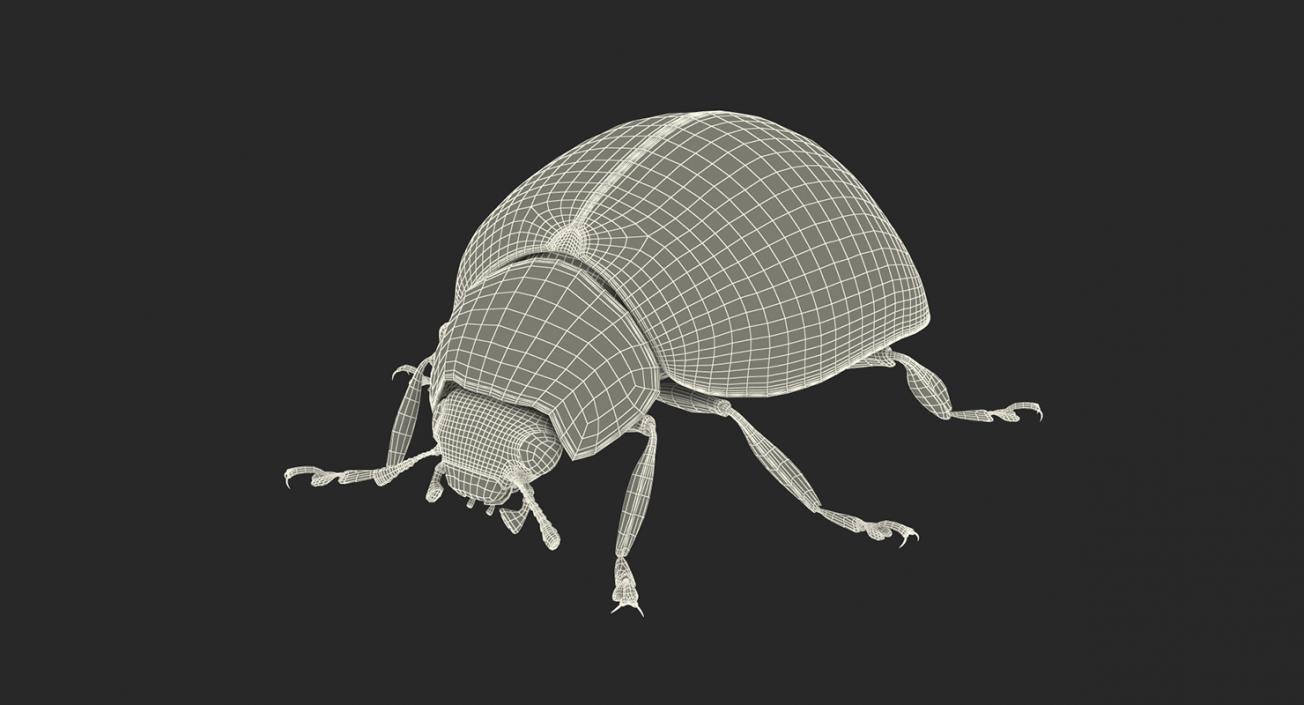 Insects Big 3D Models Collection 3D