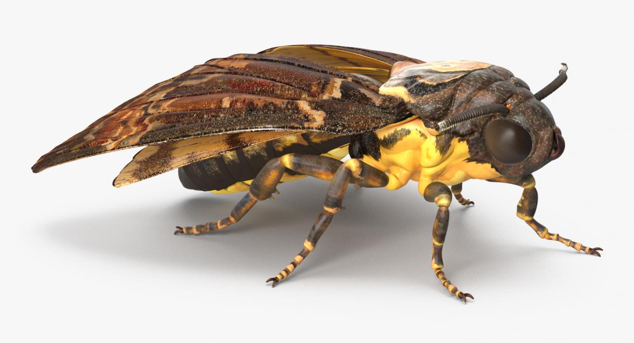 Insects Big 3D Models Collection 3D