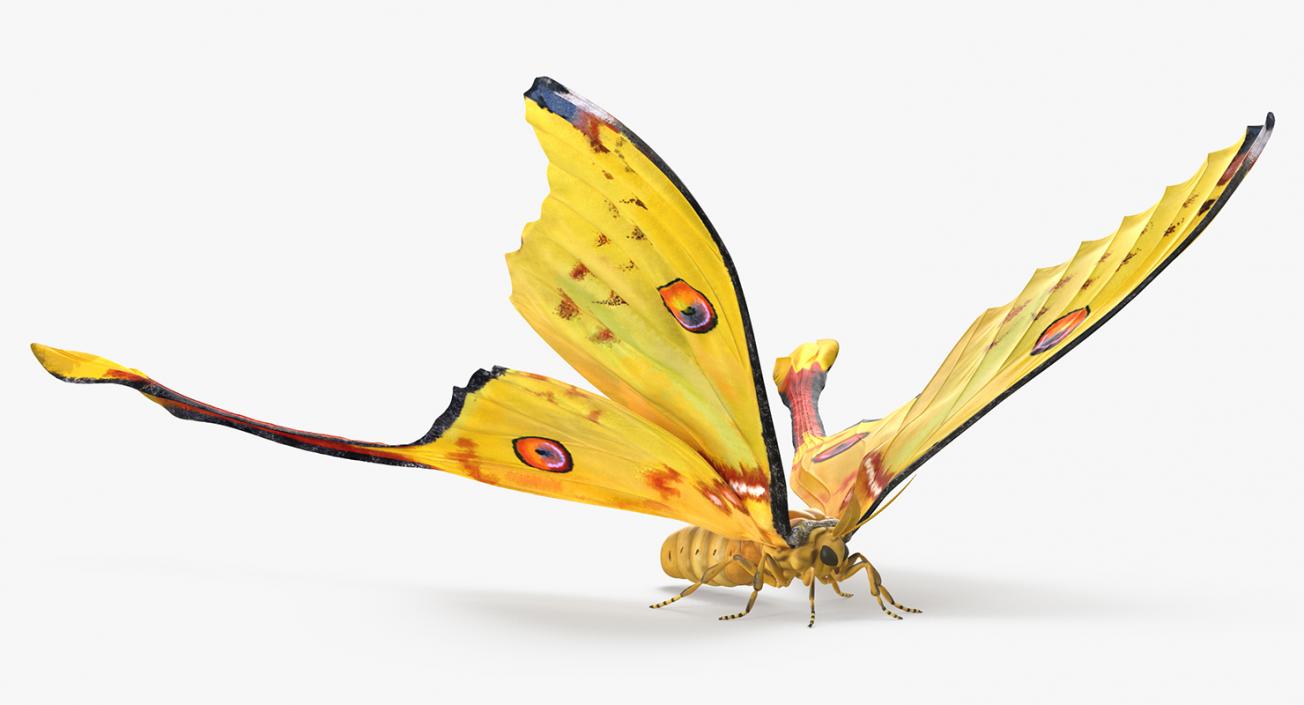 Insects Big 3D Models Collection 3D