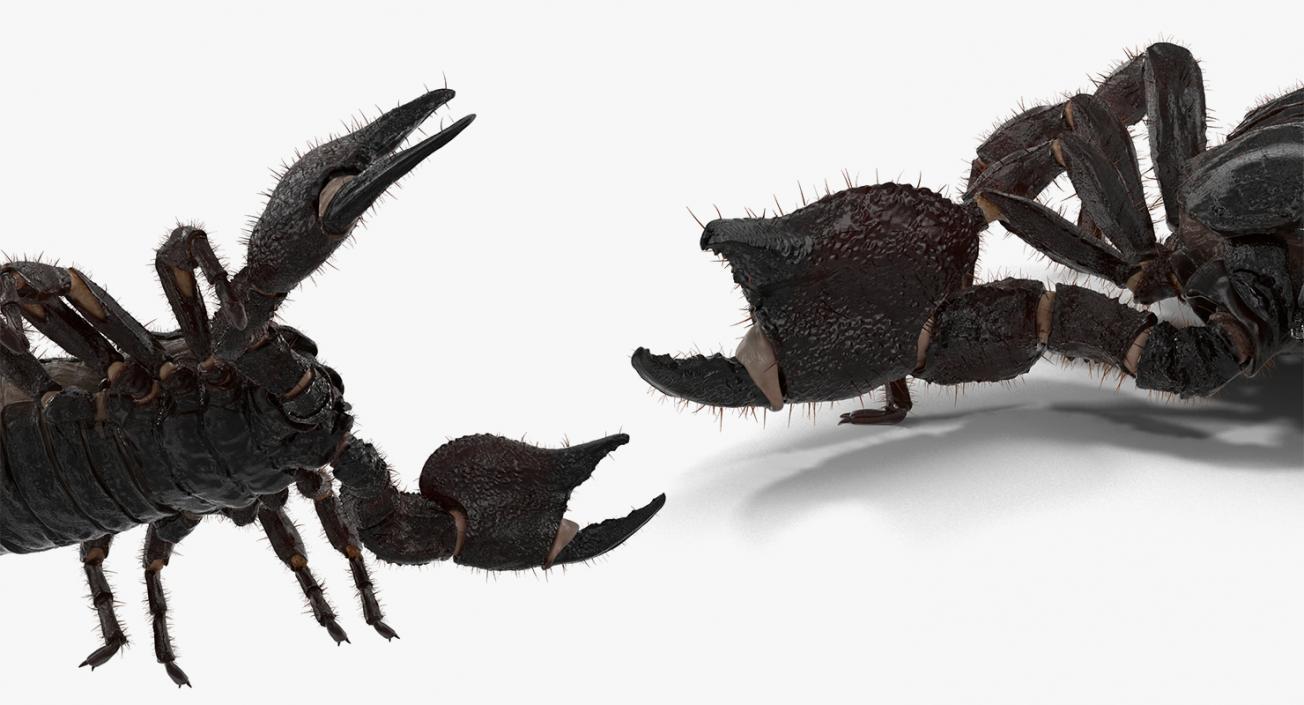 Insects Big 3D Models Collection 3D