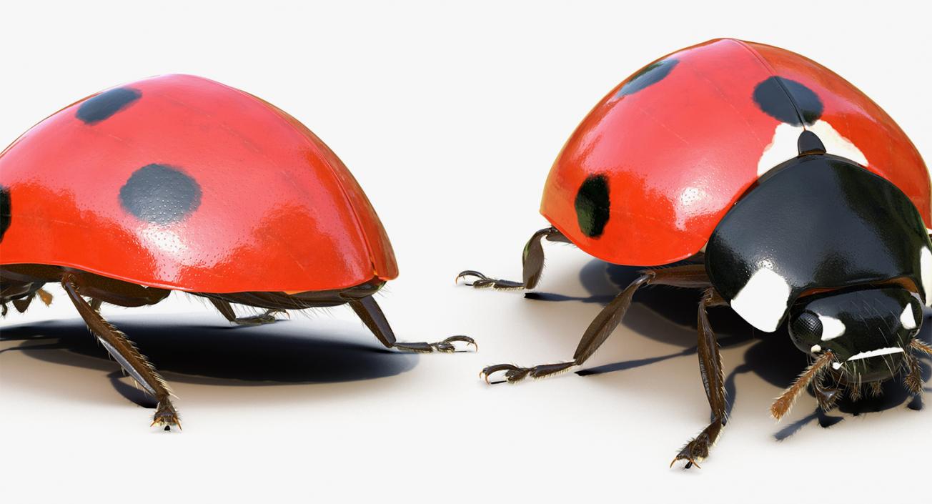 Insects Big 3D Models Collection 3D