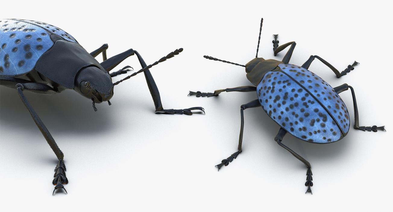 Insects Big 3D Models Collection 3D