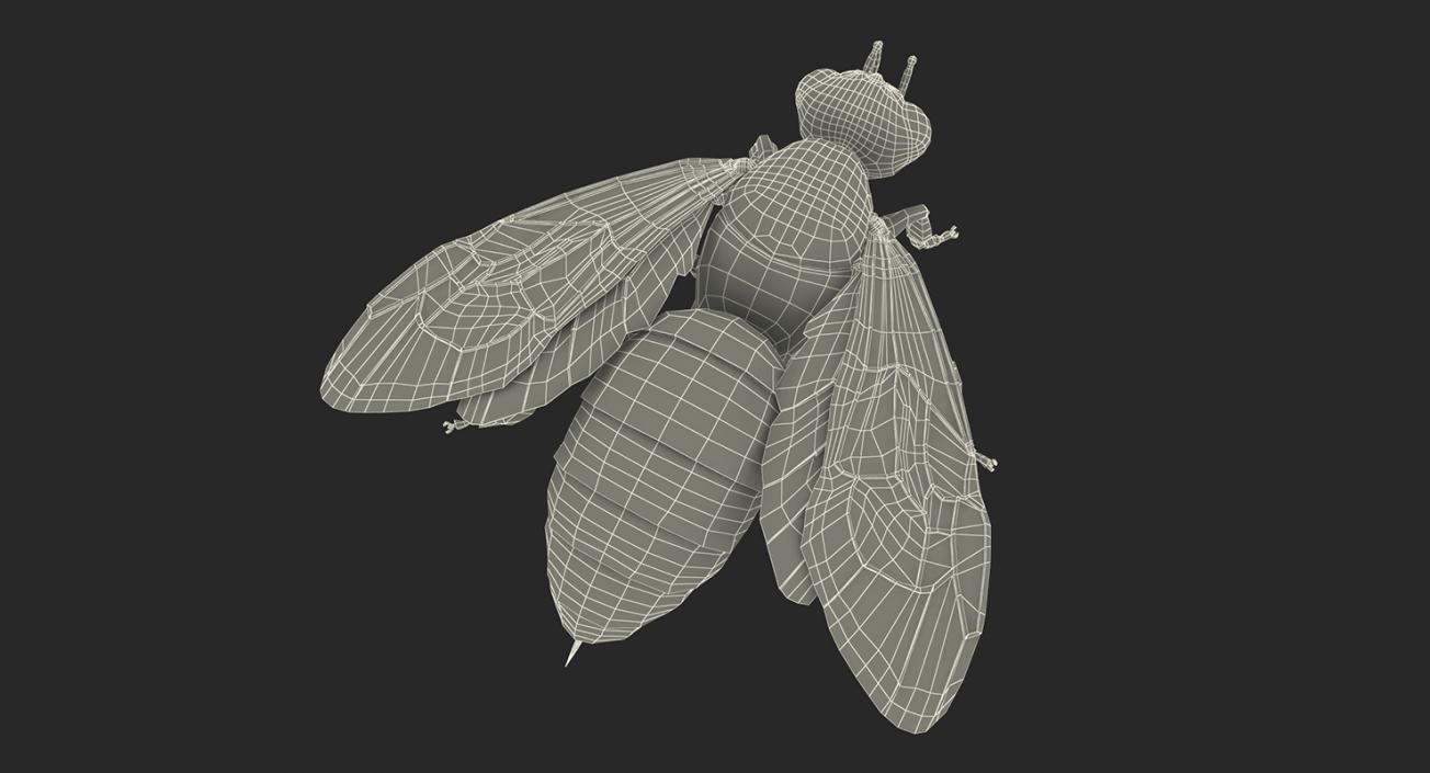 Insects Big 3D Models Collection 3D