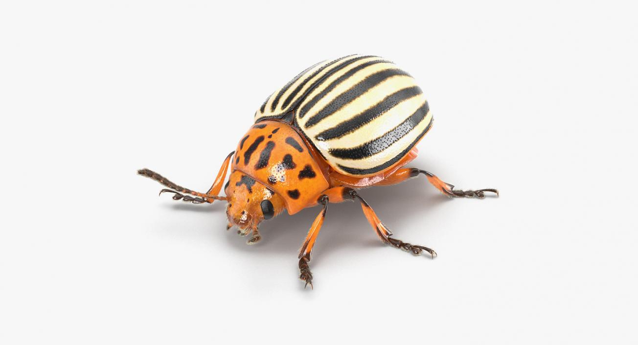 Insects Big 3D Models Collection 3D