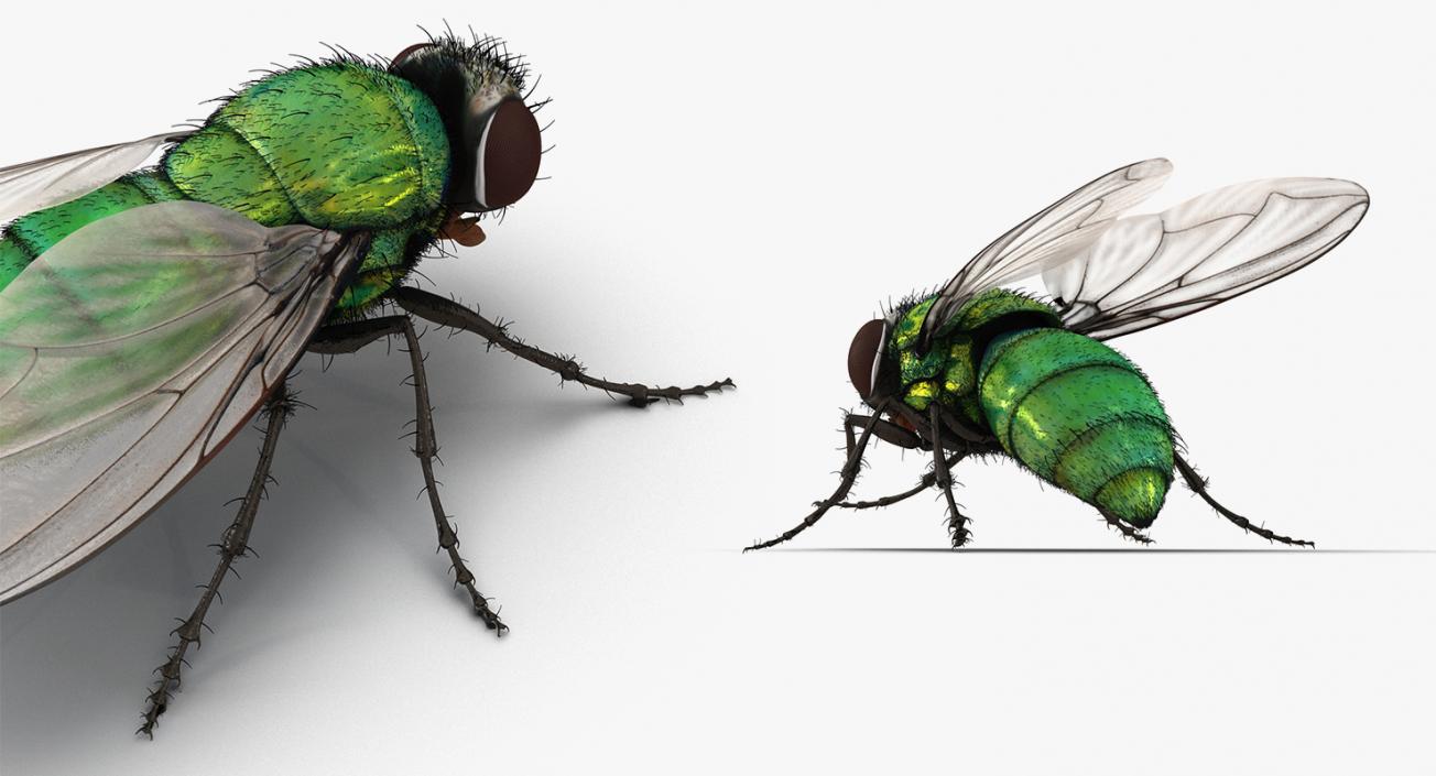 Insects Big 3D Models Collection 3D