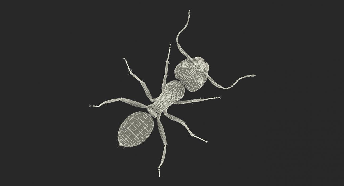 Insects Big 3D Models Collection 3D