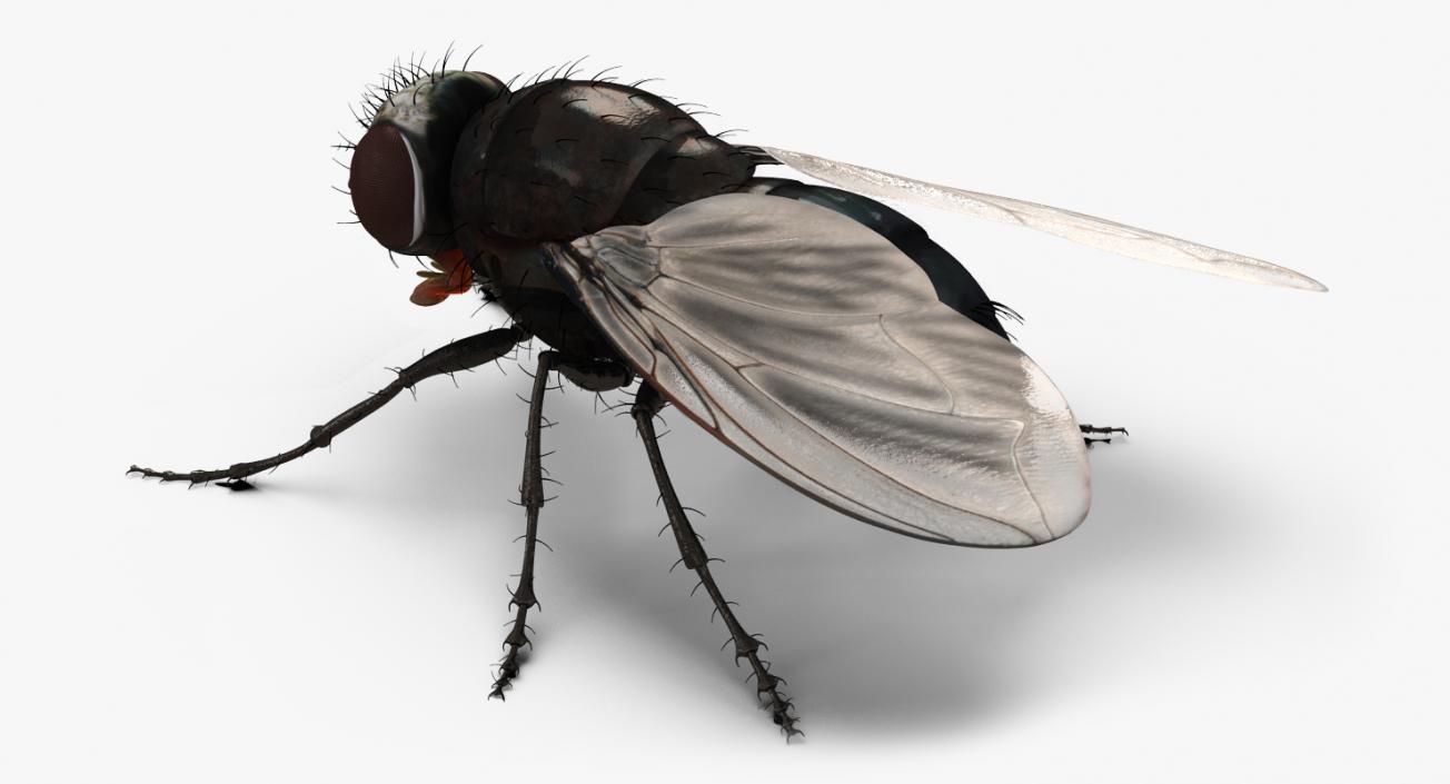 Insects Big 3D Models Collection 3D