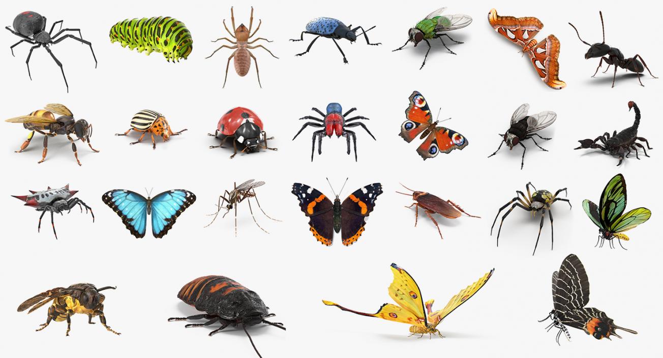 Insects Big 3D Models Collection 3D