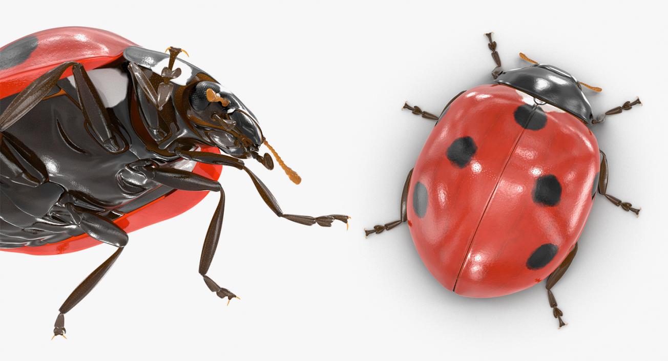 Insects Big 3D Models Collection 3D