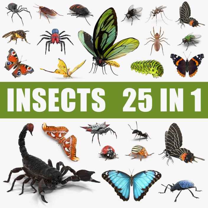 Insects Big 3D Models Collection 3D