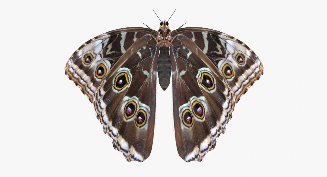 3D Morpho Peleides Butterfly Rigged with Fur