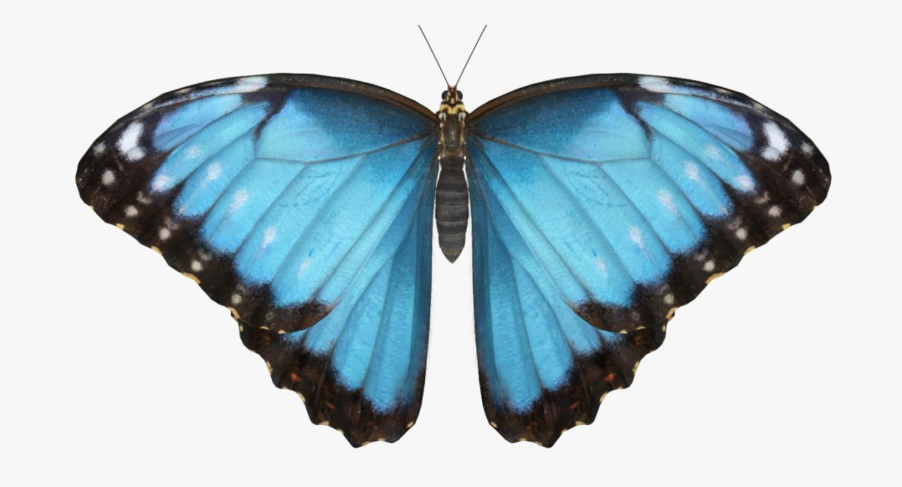 3D Morpho Peleides Butterfly Rigged with Fur