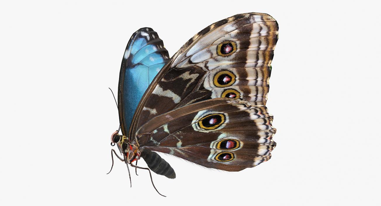 3D Morpho Peleides Butterfly Rigged with Fur