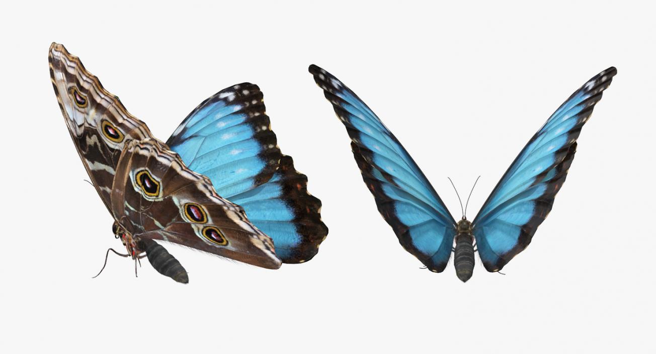 3D Morpho Peleides Butterfly Rigged with Fur