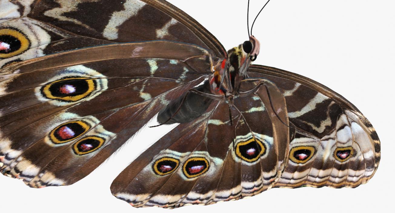 3D Morpho Peleides Butterfly Rigged with Fur