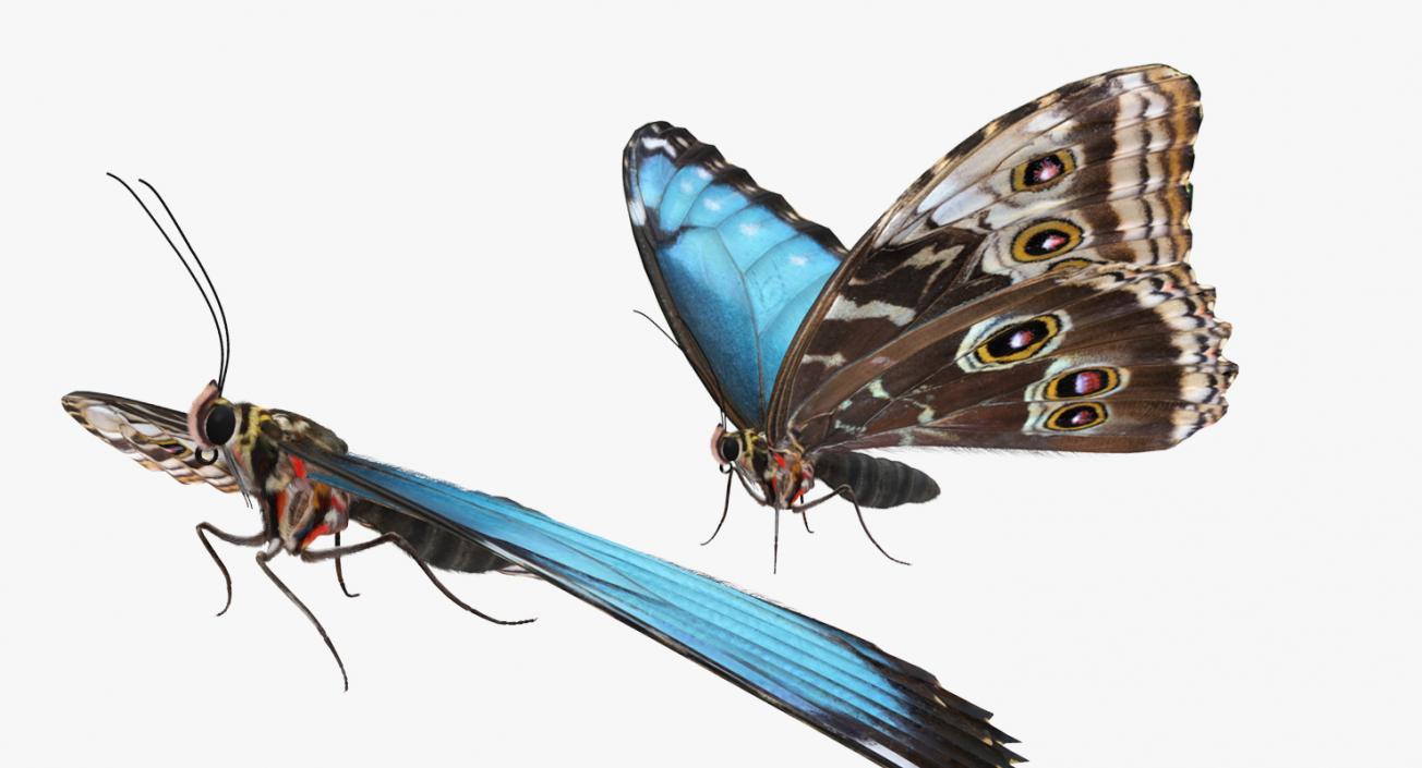 3D Morpho Peleides Butterfly Rigged with Fur