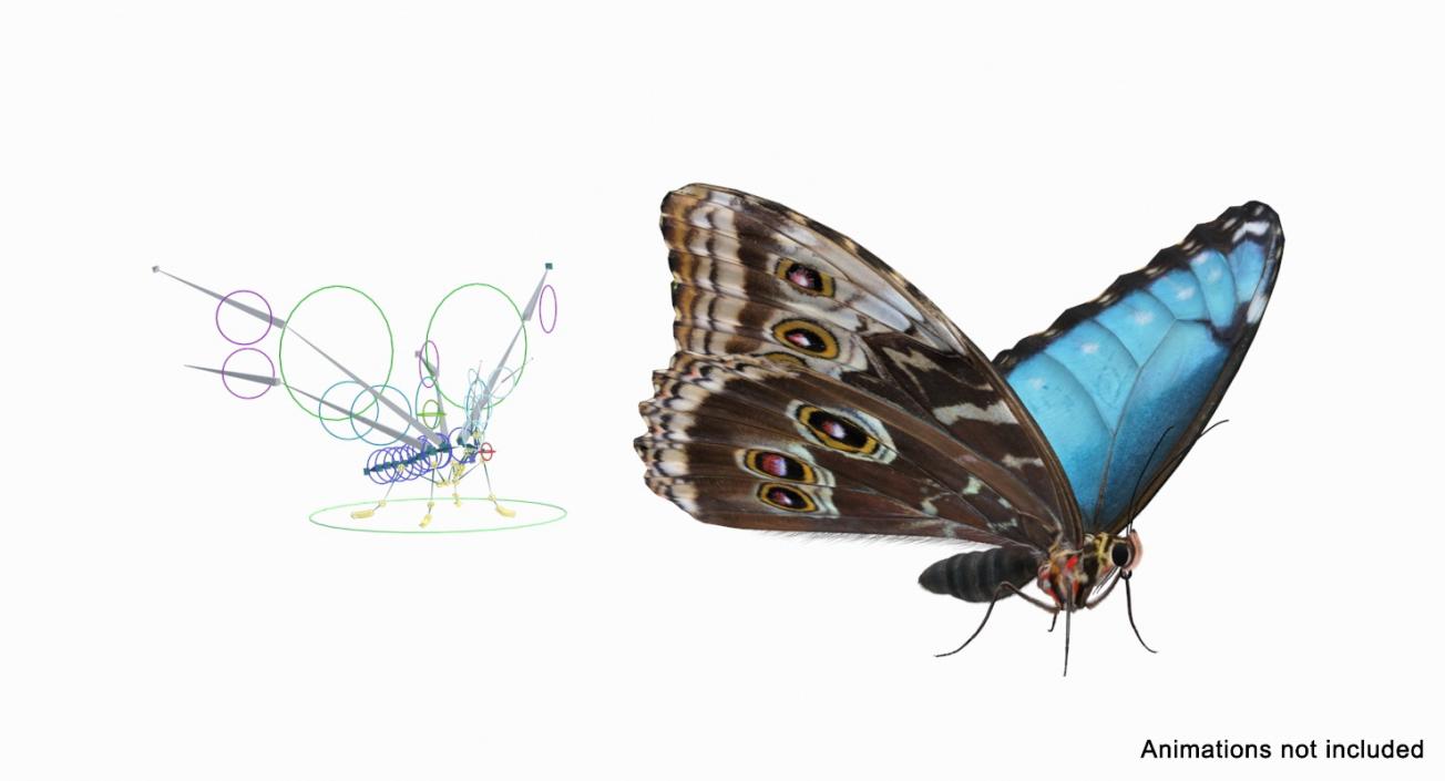 3D Morpho Peleides Butterfly Rigged with Fur