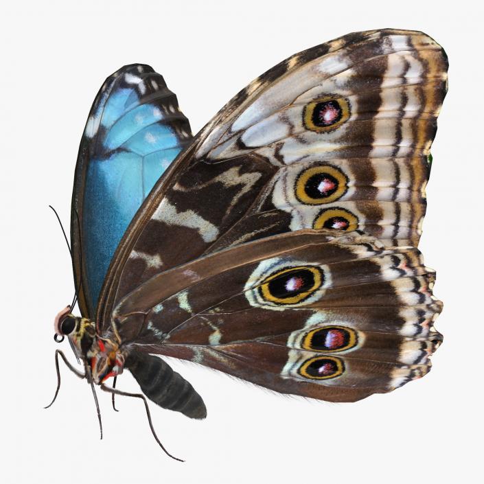 3D Morpho Peleides Butterfly Rigged with Fur