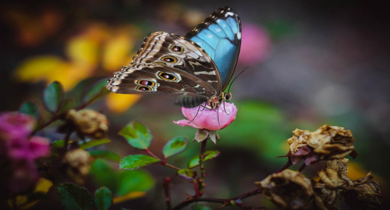 3D Morpho Peleides Butterfly Rigged with Fur