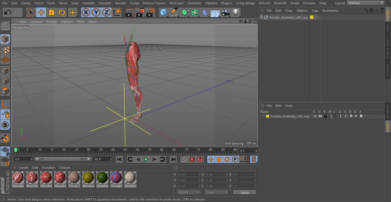 3D Female Anatomy Left Leg model