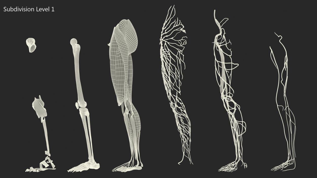 3D Female Anatomy Left Leg model