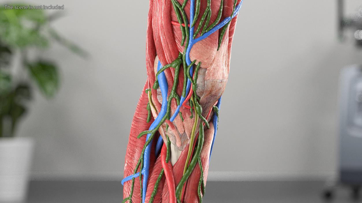 3D Female Anatomy Left Leg model