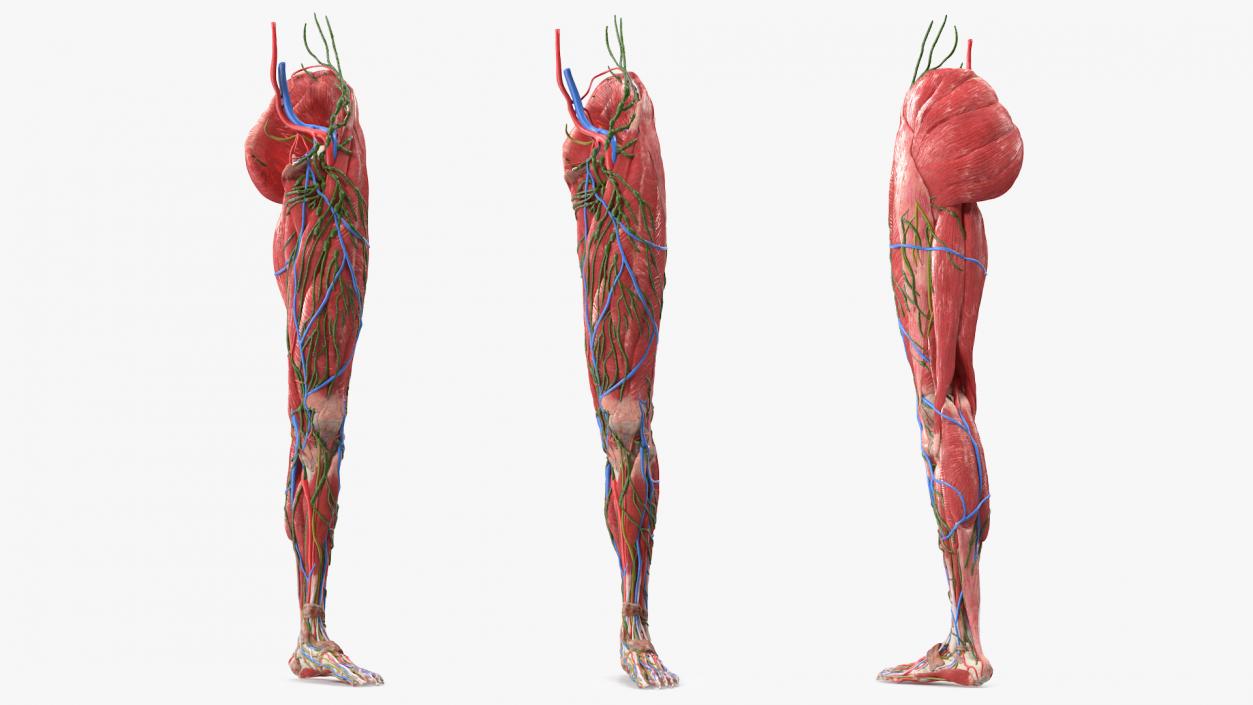 3D Female Anatomy Left Leg model