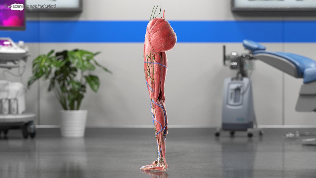 3D Female Anatomy Left Leg model