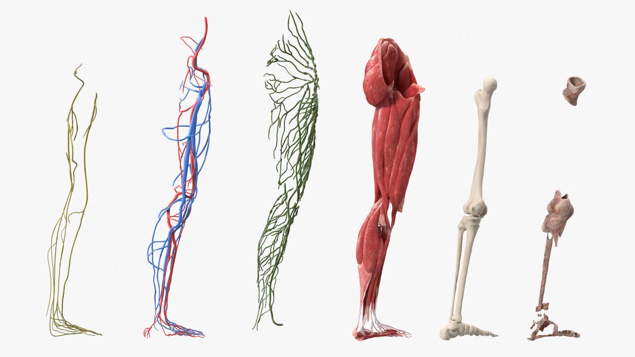 3D Female Anatomy Left Leg model