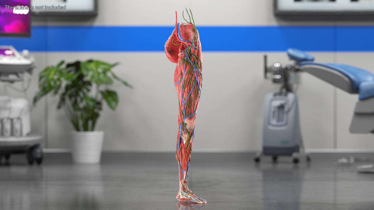 3D Female Anatomy Left Leg model