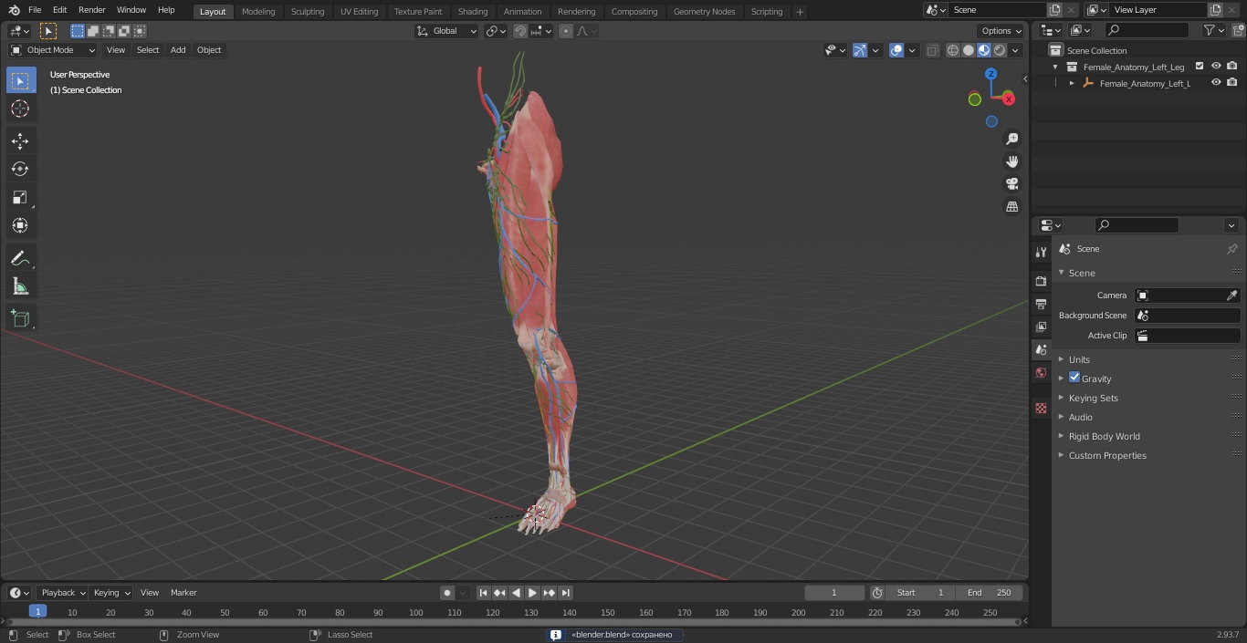 3D Female Anatomy Left Leg model