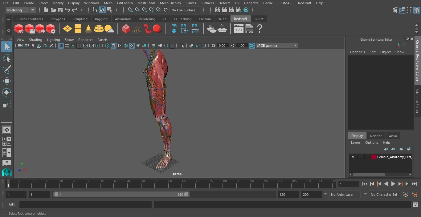 3D Female Anatomy Left Leg model