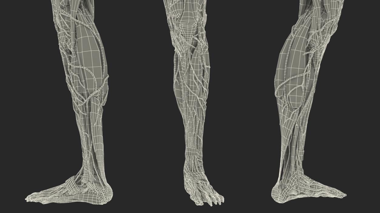 3D Female Anatomy Left Leg model