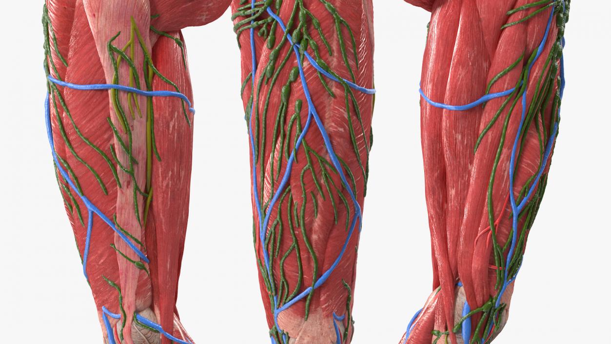 3D Female Anatomy Left Leg model