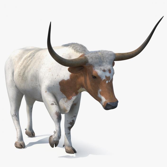 3D White Texas Longhorn Bull Walking Pose model