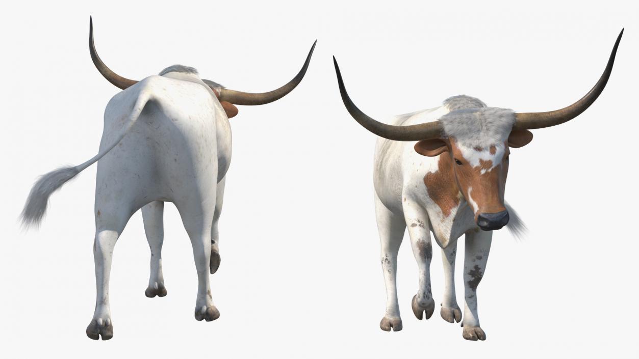 3D White Texas Longhorn Bull Walking Pose model