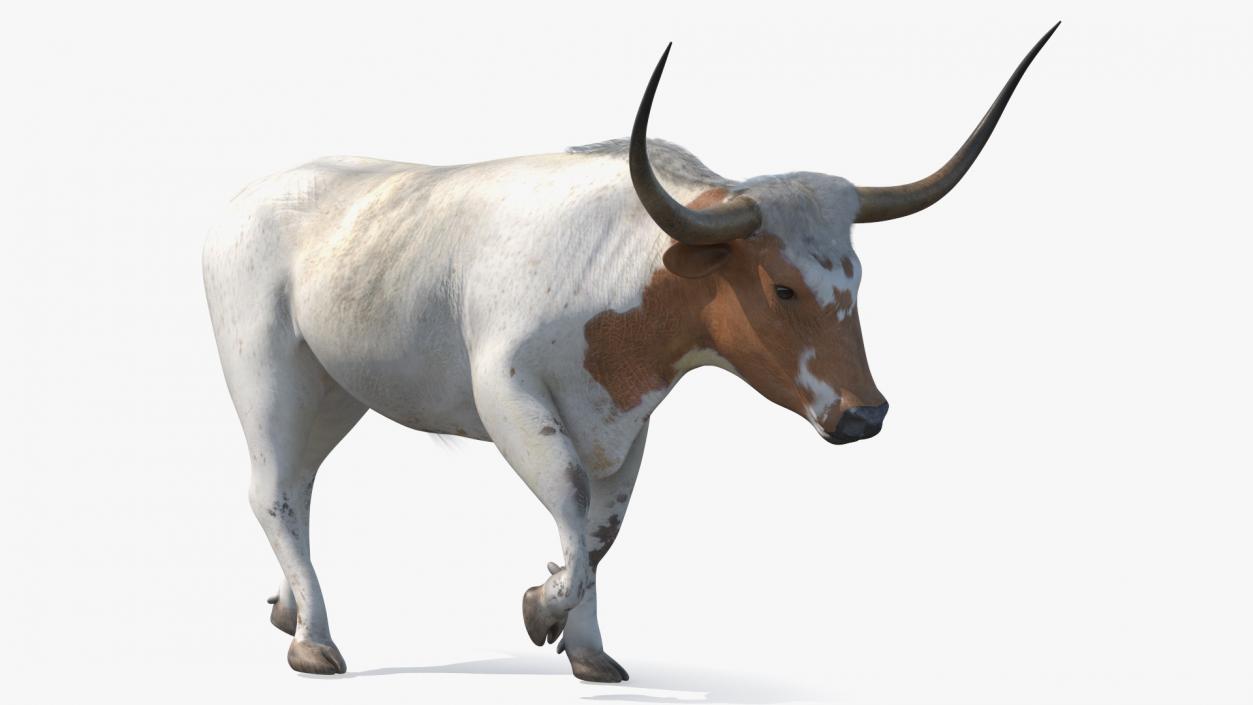 3D White Texas Longhorn Bull Walking Pose model