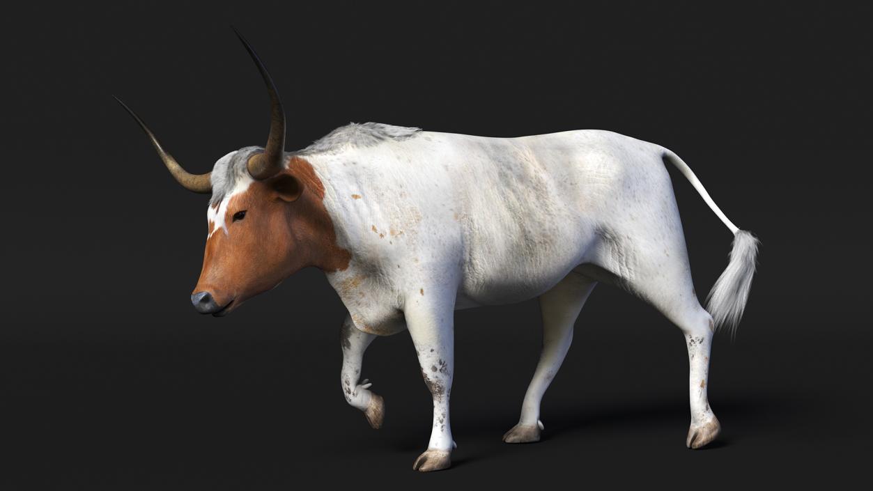 3D White Texas Longhorn Bull Walking Pose model