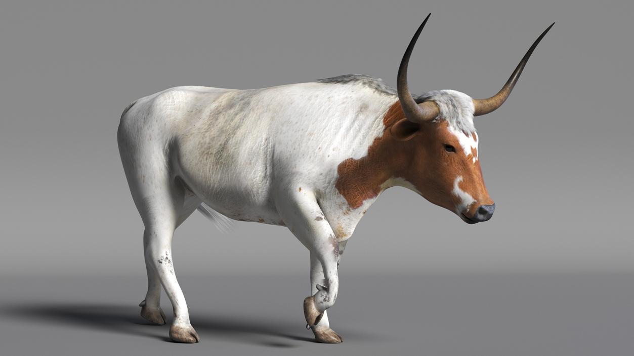 3D White Texas Longhorn Bull Walking Pose model