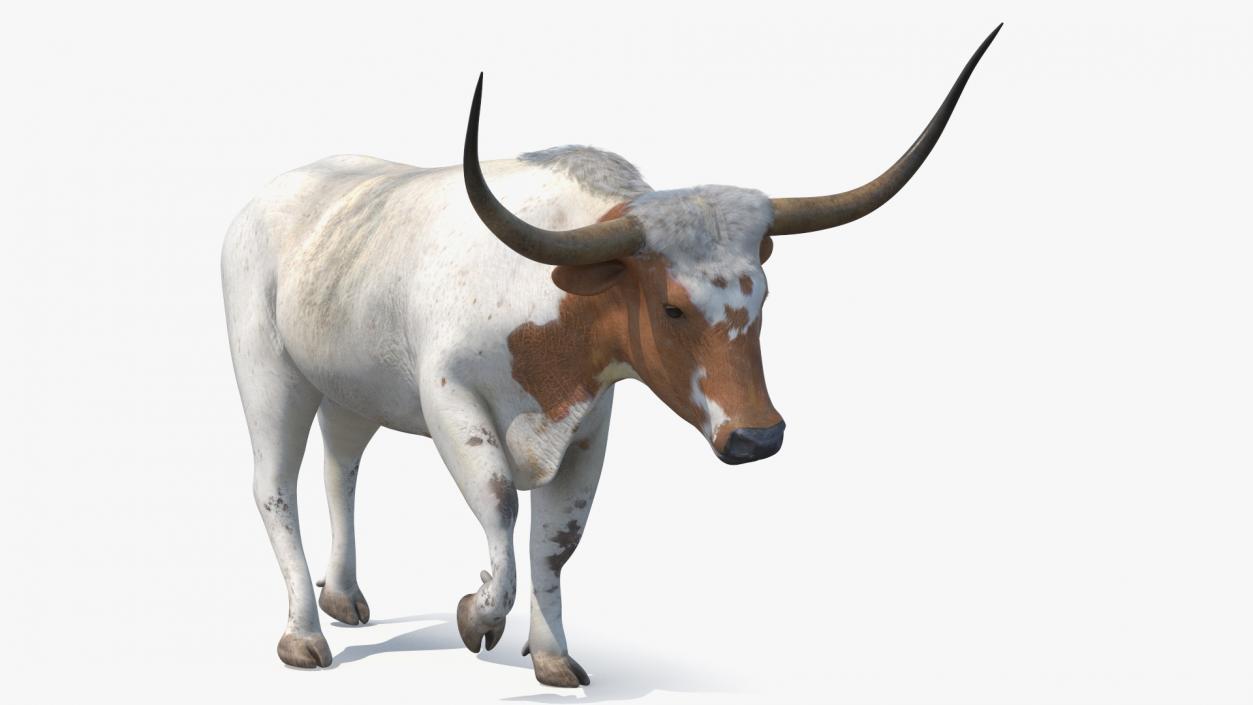 3D White Texas Longhorn Bull Walking Pose model