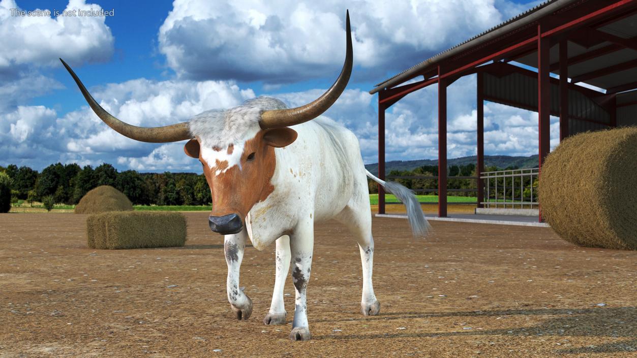 3D White Texas Longhorn Bull Walking Pose model