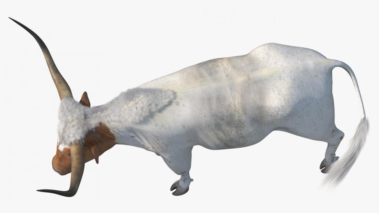 3D White Texas Longhorn Bull Walking Pose model