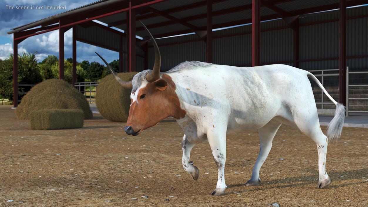 3D White Texas Longhorn Bull Walking Pose model