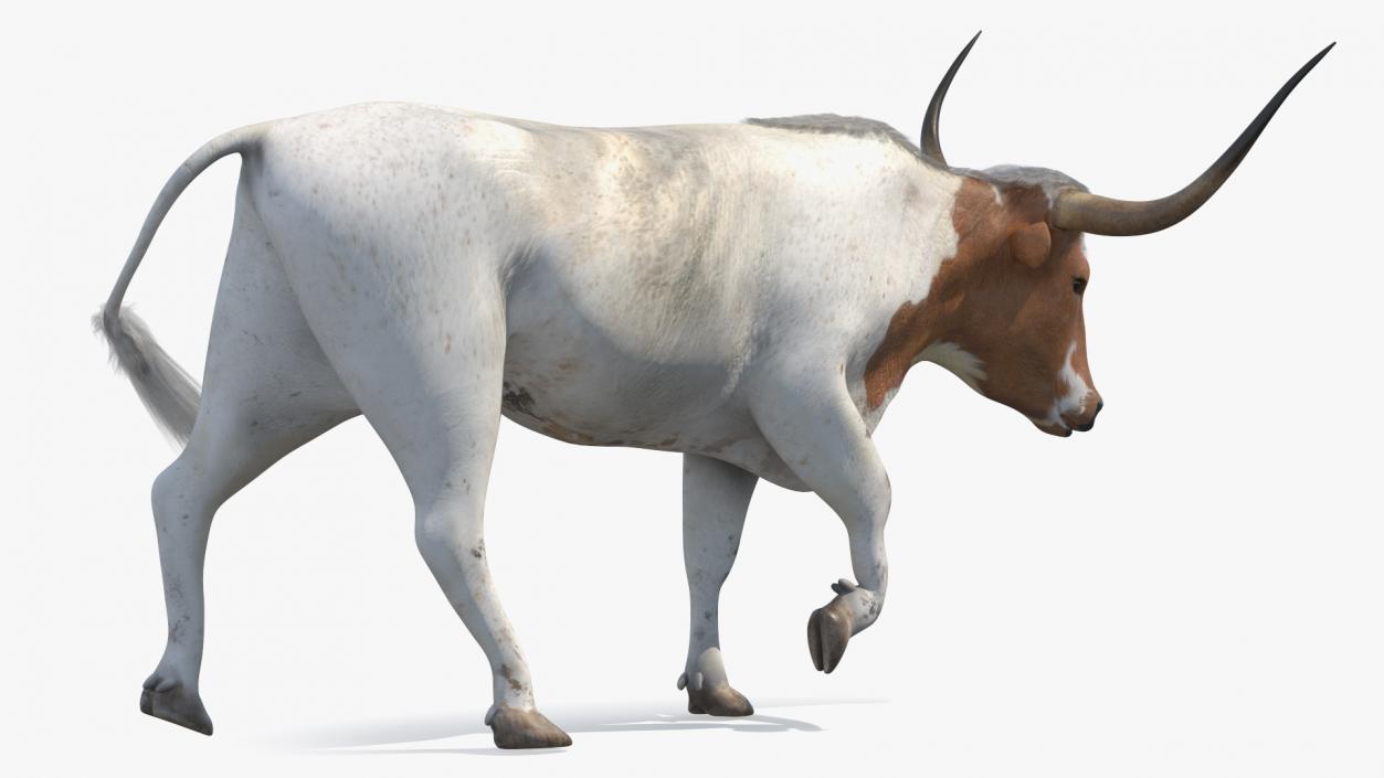 3D White Texas Longhorn Bull Walking Pose model