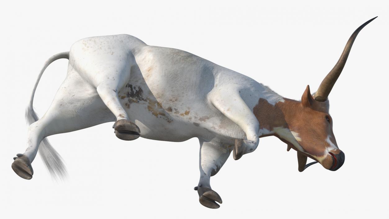 3D White Texas Longhorn Bull Walking Pose model