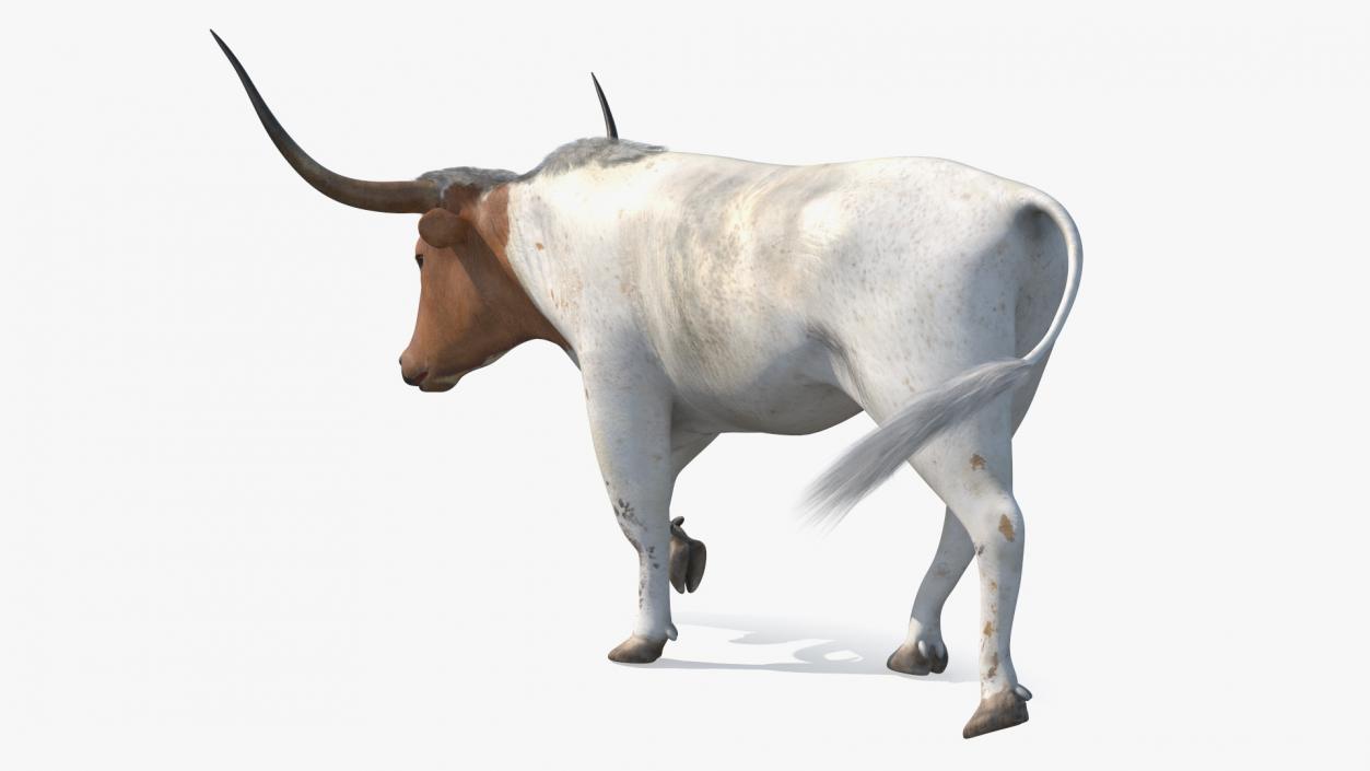 3D White Texas Longhorn Bull Walking Pose model